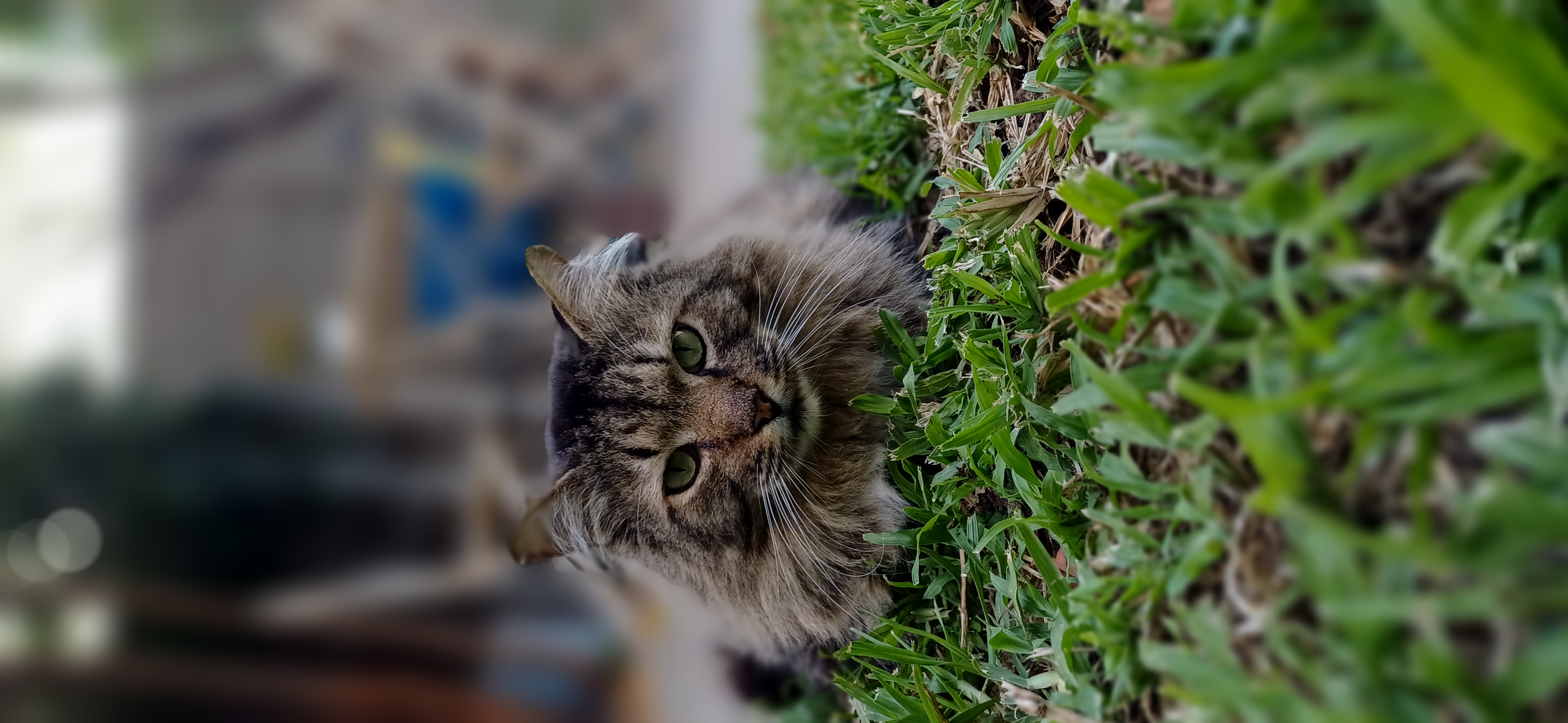 Animal 2